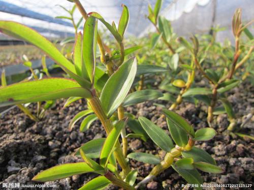 金钗石斛花茶的功效