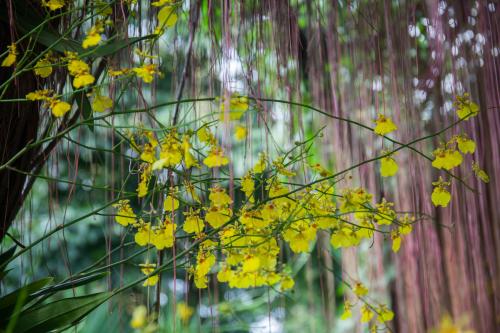 石斛花旗参枸杞红枣汤