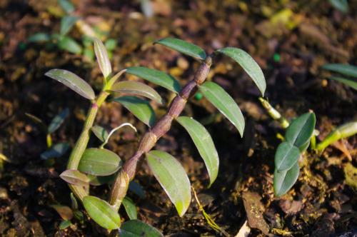 雁荡山铁皮石斛花茶