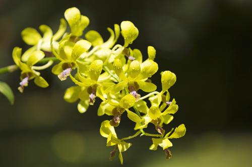 石斛 麦冬黄芪菊花