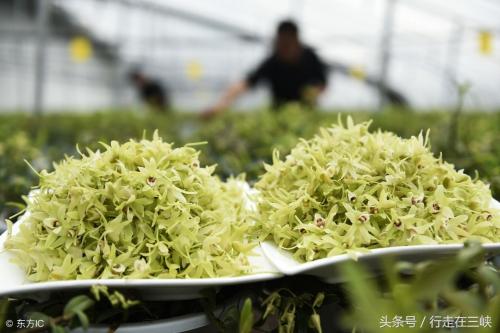 石斛 花旗参 海参炖鸡