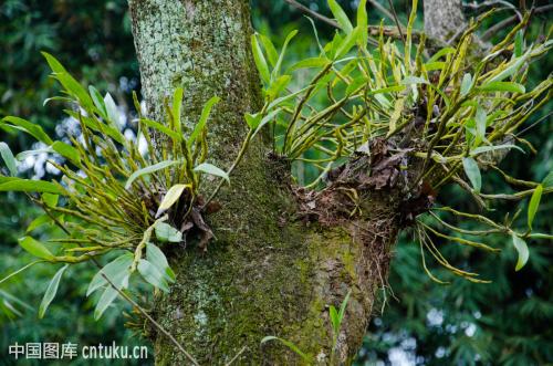 石斛种植施肥要点