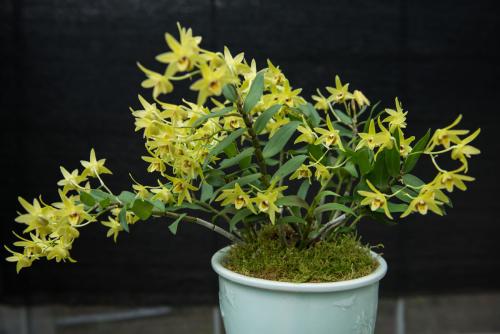 节枝像石斛，叶子圆的植物