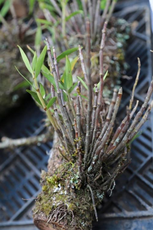 花旗参石斛瘦肉生鱼汤功效与作用