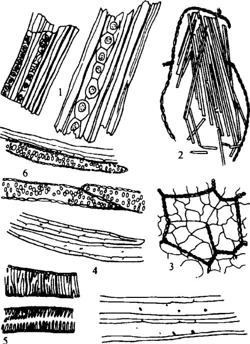 石斛煲汤 用量