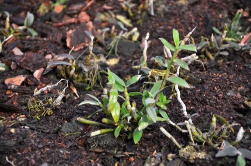 石斛组培苗种植方法