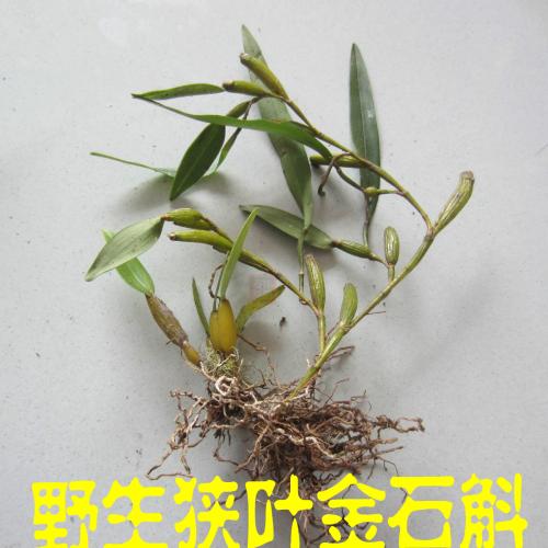 香樟树可以种石斛吗